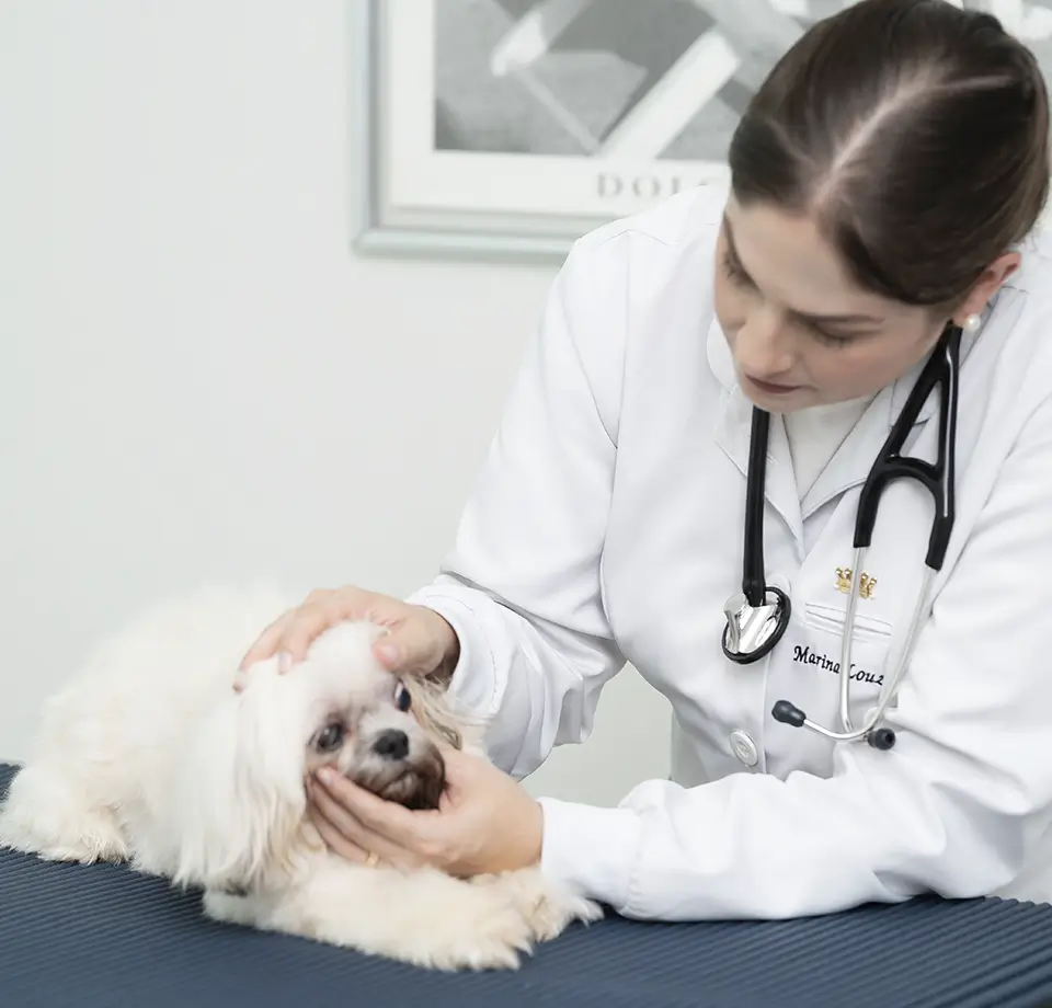 consulta-clinico-geral-marina-louza-cao-cachorro-gato-gatos