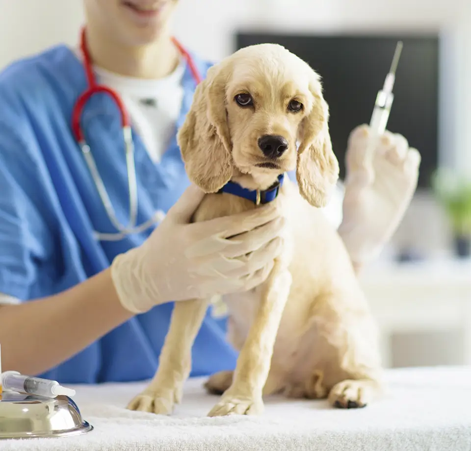 medicacao-injetavel-marina-louza-cao-cachorro-gato-gatos