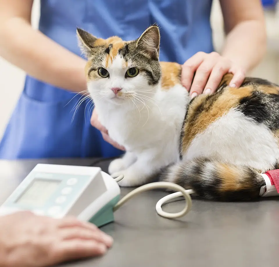 pressao-arterial-marina-louza-cao-cachorro-gato-gatos