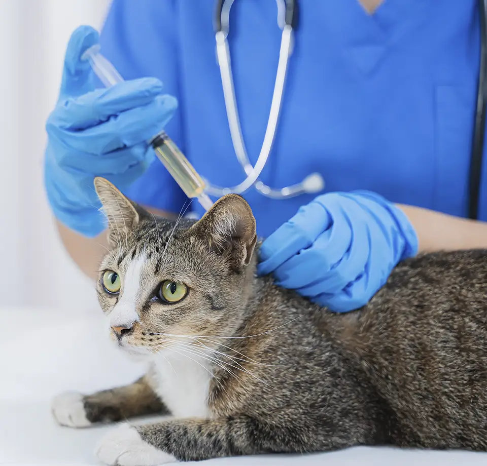 vacinacao-marina-louza-cao-cachorro-gato-gatos